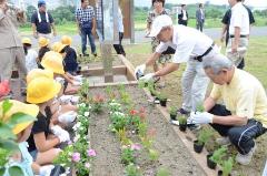 画像　花壇に花を植える加藤市長