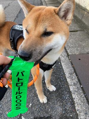 かわいいいぬ、かわいいぬの写真です