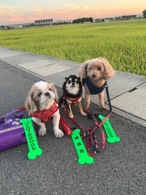 かわいい犬が三匹ならんだ写真です