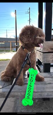 かわいい犬の写真です