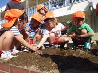 幼稚園の畑でお芋掘り　3歳児