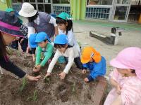 トウモロコシの苗を植えているよ