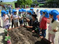 トウモロコシを植えたよ