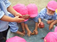 3歳児がお芋を洗ってくれたよ