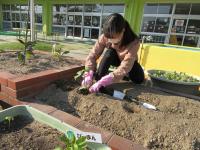 いつもはみんなで植えるけどね　お友達が来たらびっくりするかな