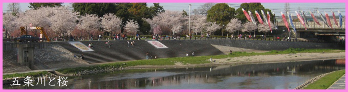 五条川・桜