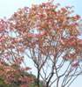 写真　花水木の木