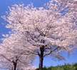 写真　桜の木